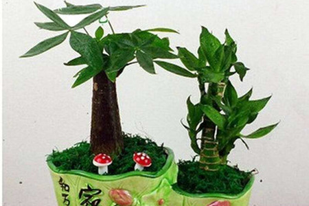 在家养的盆栽的花语，10种经常遇见盆栽花语了解一下?