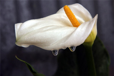 马蹄莲夏天怎么养