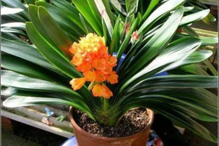 在家养的盆栽的花语，10种经常遇见盆栽花语了解一下?