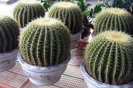 在家养的盆栽的花语，10种经常遇见盆栽花语了解一下?