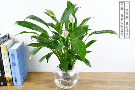 在家养的盆栽的花语，10种经常遇见盆栽花语了解一下?