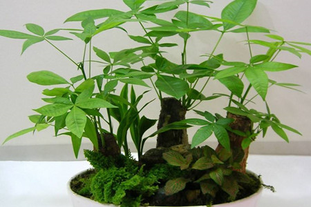 在家养的盆栽的花语，10种经常遇见盆栽花语了解一下?