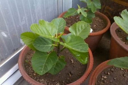 这样子养护无花果，可以长出圆滚滚绿油油的果实