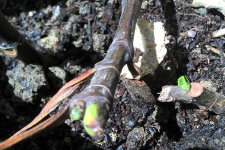 这样子养护无花果，可以长出圆滚滚绿油油的果实