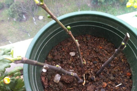 这样子养护无花果，可以长出圆滚滚绿油油的果实