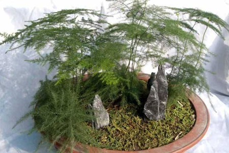 在家养的盆栽的花语，10种经常遇见盆栽花语了解一下?