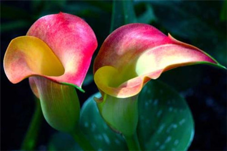 马蹄莲可以放在室内吗