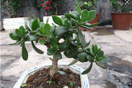 在家养的盆栽的花语，10种经常遇见盆栽花语了解一下?