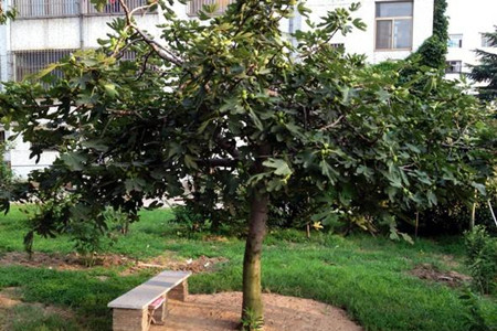 这样子养护无花果，可以长出圆滚滚绿油油的果实