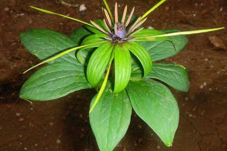 有诗意的植物名字大全