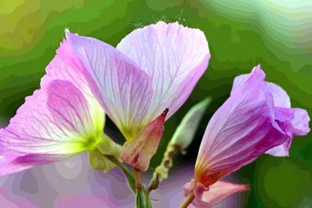 桔梗的盆栽养护办法，这样子养可以快速爆盆