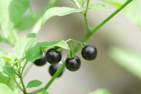 有诗意的植物名字大全