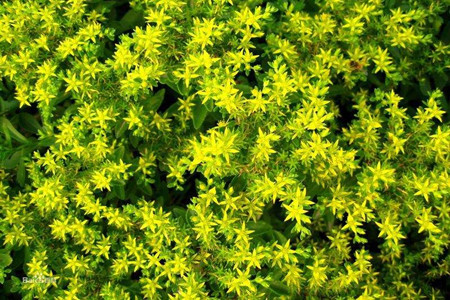 有诗意的植物名字大全