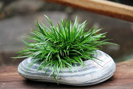 有诗意的植物名字大全