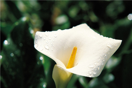 马蹄莲可以放在卧室吗