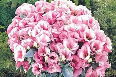 桔梗的盆栽养护办法，这样子养可以快速爆盆