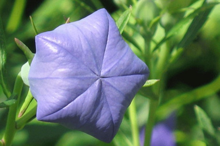 桔梗的盆栽养护办法，这样子养可以快速爆盆