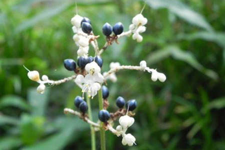 有诗意的植物名字大全