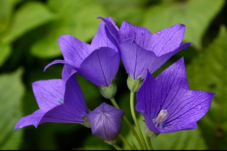 有诗意的植物名字大全