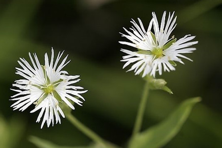 有诗意的植物名字大全