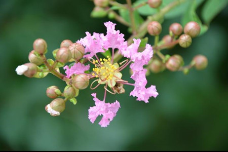 有诗意的植物名字大全