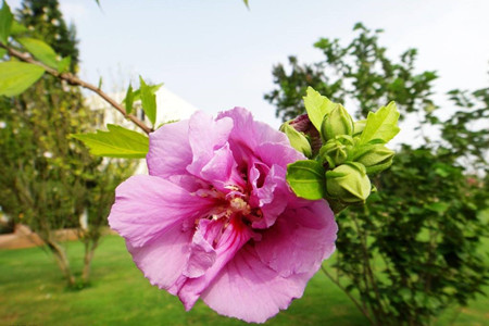 有诗意的植物名字大全