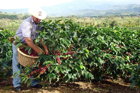 咖啡树种植条件？这些适宜种植地区有你的家乡吗