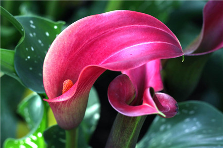 马蹄莲不开花的原因