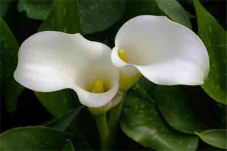 马蹄莲不开花的原因