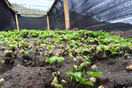 咖啡树种植条件？这些适宜种植地区有你的家乡吗