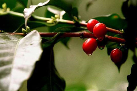 咖啡树种植条件？这些适宜种植地区有你的家乡吗