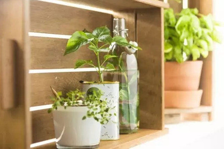 咖啡树种植条件？这些适宜种植地区有你的家乡吗