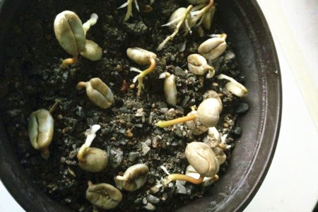 咖啡树种植条件？这些适宜种植地区有你的家乡吗