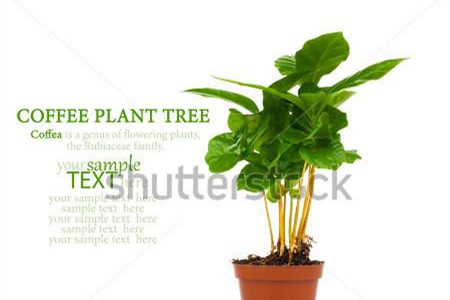 咖啡树种植条件？这些适宜种植地区有你的家乡吗