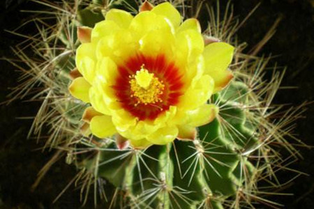 仙人球开花是啥兆头