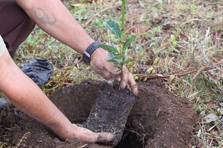 咖啡树种植条件？这些适宜种植地区有你的家乡吗