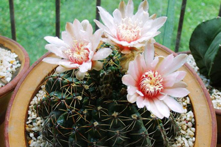 仙人球开花是啥兆头