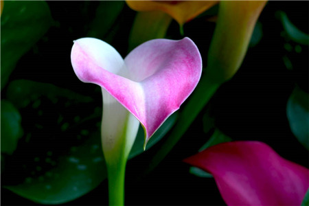 马蹄莲不开花的原因