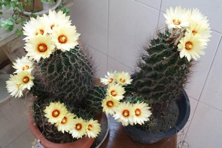 仙人球开花是啥兆头