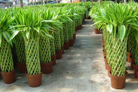 怎么养好富贵竹