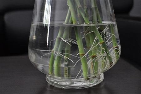 怎么养好富贵竹