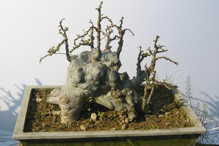 山上哪些树桩可做盆景