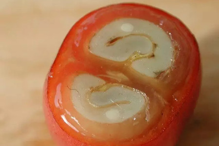 咖啡树自己家里能种吗？香浓的咖啡自己种，好看又好喝！