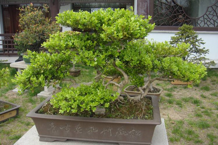 山上哪些树桩可做盆景