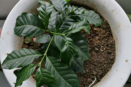 咖啡树自己家里能种吗？香浓的咖啡自己种，好看又好喝！