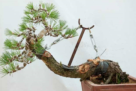 山上哪些树桩可做盆景