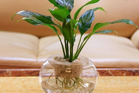 百合花插在水里怎么养