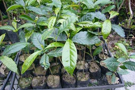 咖啡树苗价钱是多少?在家也能种上咖啡树!