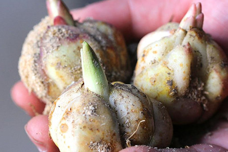 百合花插在水里怎么养