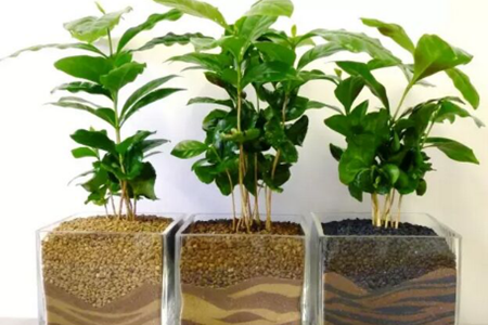 咖啡树苗价钱是多少?在家也能种上咖啡树!